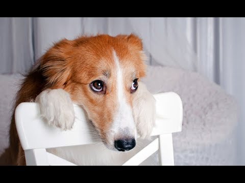 Video: Schuldige Hunde: Was fühlt sich Ihr Hund wirklich an?