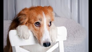 Die Lustigste Schuldige Hunde Kompilation Die Lustigste Schuldige Hunde Kompilation