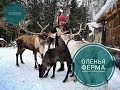 Куда отправиться на выходные в Подмосковье. Нападение оленей на человека. Оленья ферма. Руза