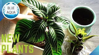 新しくお迎えした観葉植物☆（ダニア＆ブロメリア）- New Plants | Zebra Plant & Bromeliad