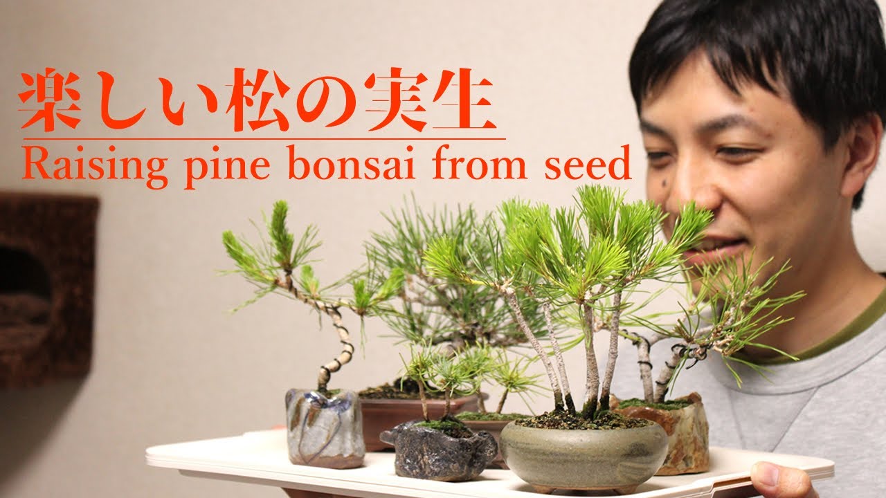 楽しい松の実生 盆栽 The Process Of Raising Pine Bonsai From Seed Youtube