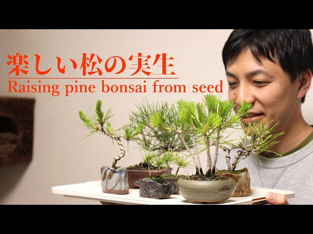 楽しい松の実生【盆栽】-The process of raising pine bonsai from