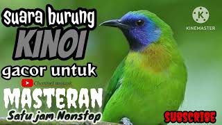 Download Lagu Masteran Suara burung kinoi II Satu jam Non-stop MP3