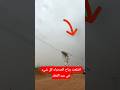 اقتلعت رياح الصحراء كل شيء في عيد الفطر عیدالفطر فجأة صحراوي رائع 