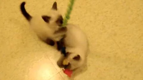 Watch the video about High Energy Fish Wand Toy- Ninja kitten playing funny cute video- siamese cat babies