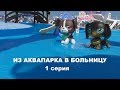 LPS: ИЗ АКВАПАРКА В БОЛЬНИЦУ 1 серия