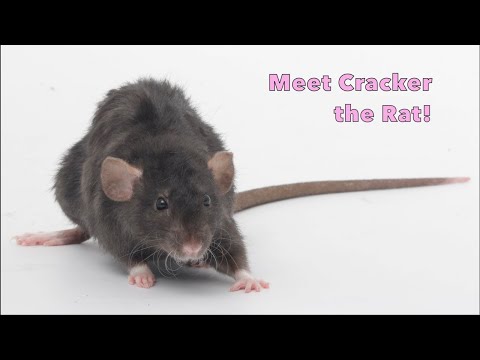 Meet my pet rat Cracker!