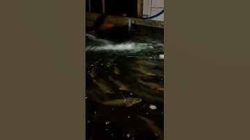 trại cá giống bình phước, liên hệ sdt,0372076731, gặp sơn