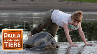 Wie Schildkröten Eier legen | Reportage für Kinder | Paula und die wilden Tiere