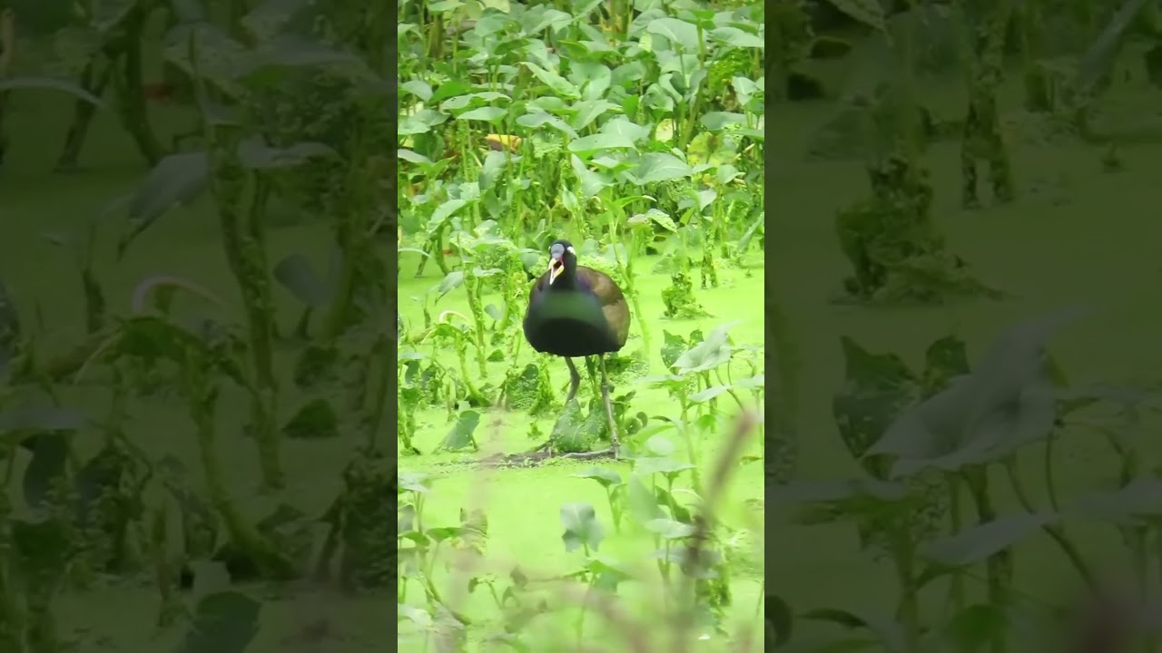 Bronze winged Jacana making weirdest calls 