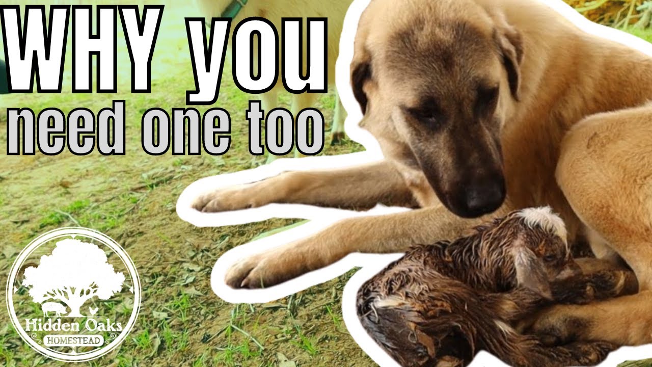 Best Livestock Guardian Dogs | Anatolian Shepherds vs. Great Pyrenees
