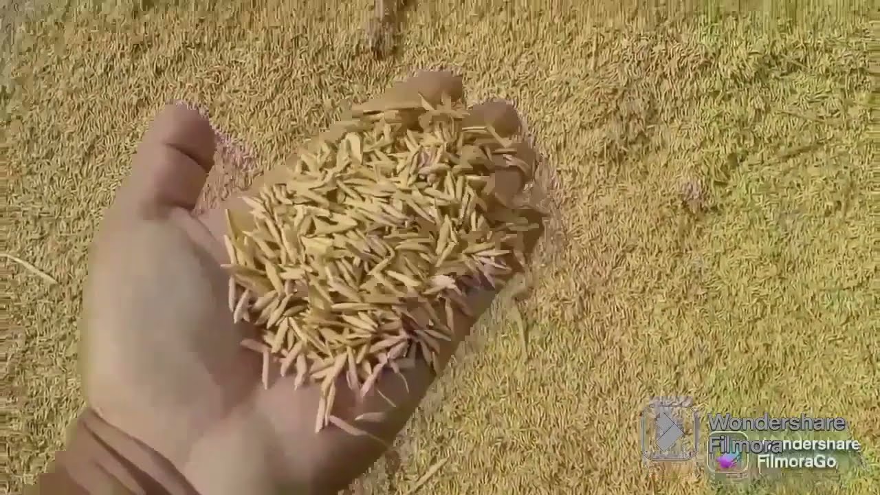 Dhan ka rate || Dhaan 1509 Rates || Dhaan 1692 Rates || 18 July 2023 || دھان کا ریٹ