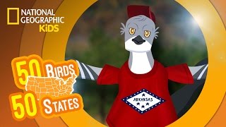 Arkansas - Feat. Rapper MC Mocktalk the Northern Mockingbird | 50 Birds, 50 States