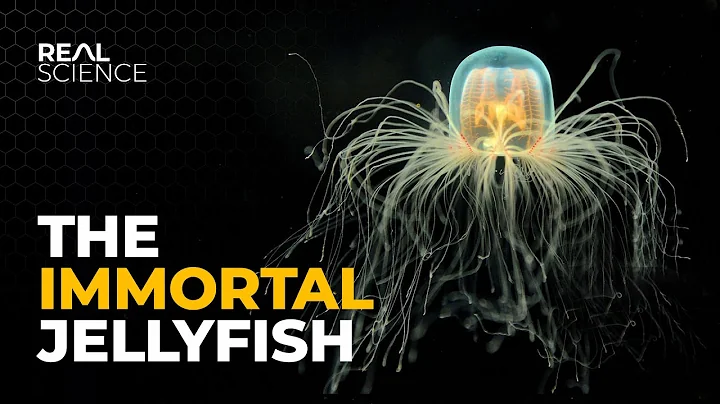 The Incredible Way This Jellyfish Goes Back in Time - DayDayNews