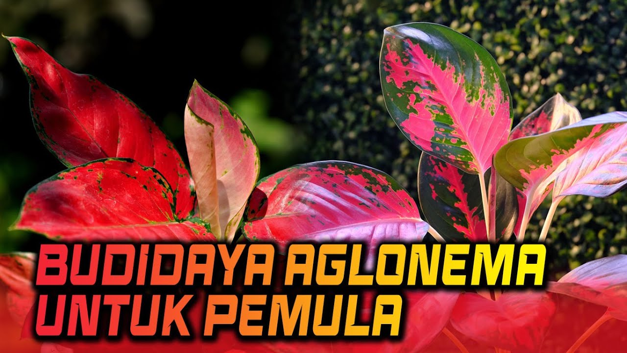 CARA MUDAH BUDIDAYA AGLONEMA 
