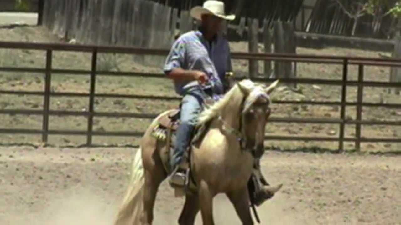 Spark Dancer Quarter Horse YouTube