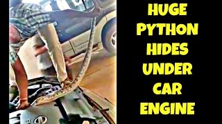 Huge Python hides under car engine
