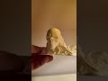 Der Kopf ist fertig besser als erwartet