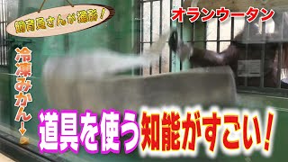 ‟森の人”オランウータン エサの採り方が賢すぎる！