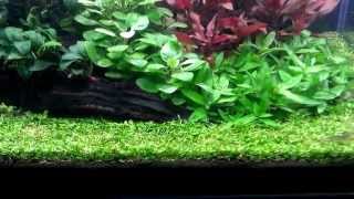 Mr. Aqua 11.4G High-Tech Aquascape