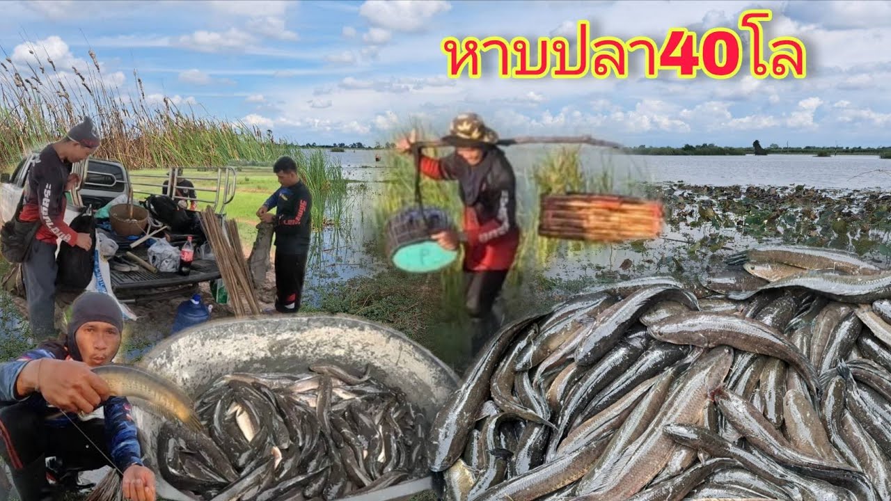 สร้างสถิติใหม่‼️#นอนคืนใส่เบ็ดริมอ่าง หมานปลาจนได้หาบได้หามกลับบ้าน #อลังการความหมานเลยวันนี้