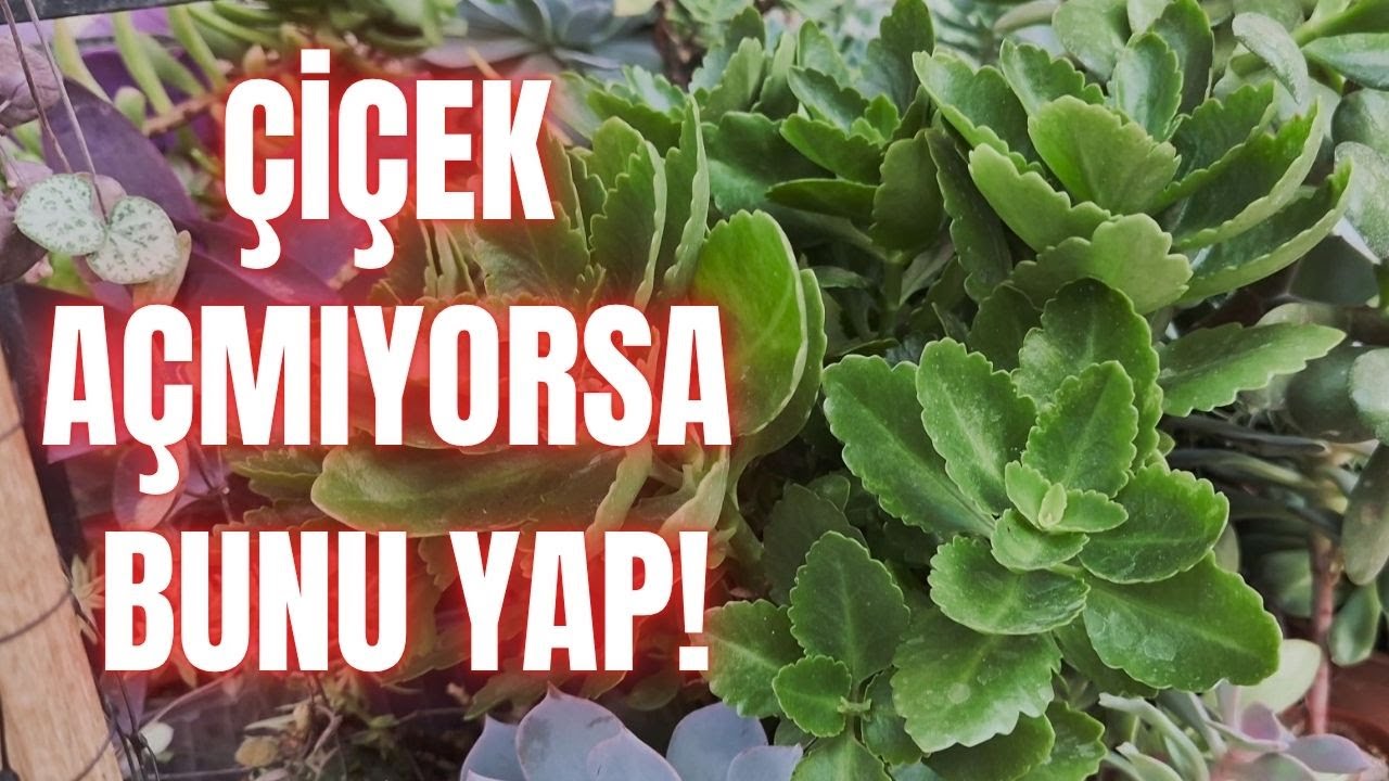 Kalanşo' Ya Çiçek Açtırmak İçin Bunu Yapın! (Kalanşo Çiçeği Bakımı)
