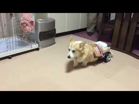 車椅子を乗りこなす コーギー花さん Hana San 自宅1 Youtube