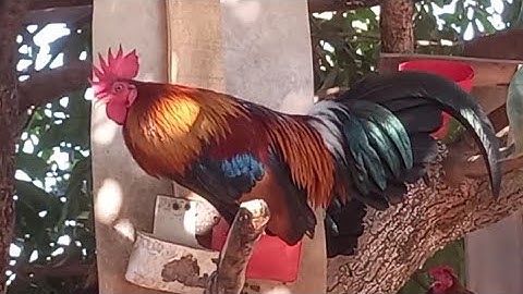 qaib qus f2 qua zoo 02054447366