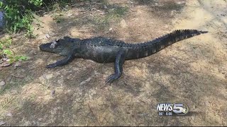 Man is Arrested on Felony Charges After Police say he Shot and Killed an Alligator