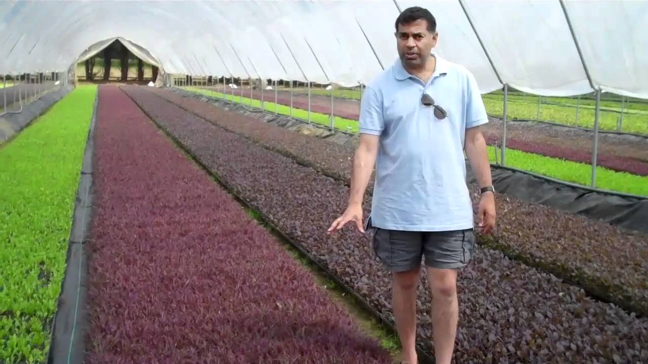 Secretts - Baby Leaf Salad