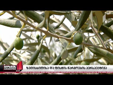 საქართველოში ზეთისხილისა და ფისტის პლანტაციების მოცულობა იზრდება