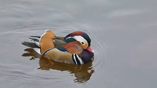 Le canard mandarin