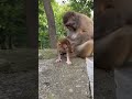 Baby Monkey Feeds Mom While She Guards 💕😍 | Cute Role Reversal | Monkey Mom Protection