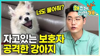 "일단 정상적이지 않아요 얘는!" 자던 보호자의 눈을 물어버린 엄청난 공격성의 강아지. 하루 종일 짖는 예민 폭발 강아지│#왜그러냥귀엽개