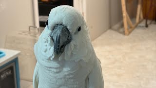 Cleaning day  |Buster, Mama when you done? Subtitles | fowl language alert