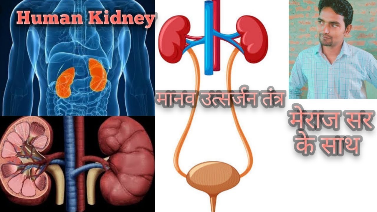 Human kidney(structure and function) By Meraj Sir
