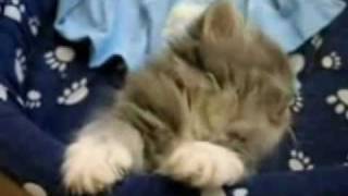 Кошачьи Приколы | Приколы с Кошками. Кошачьи Приколы | Приколы с Кошками.