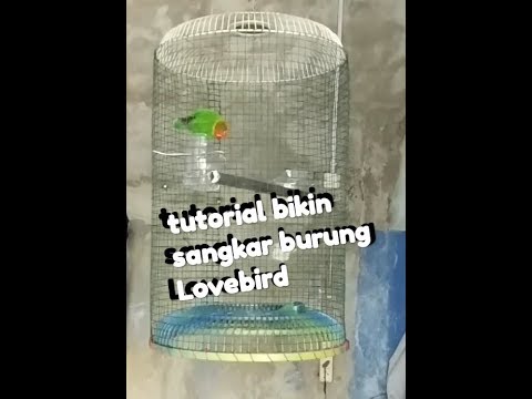 Video: Cara Membuat Sangkar Untuk Chinchilla Sendiri