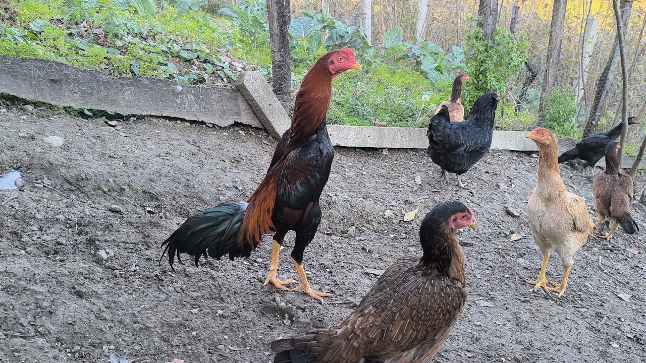 İdmanlarda Ay Meselesi 