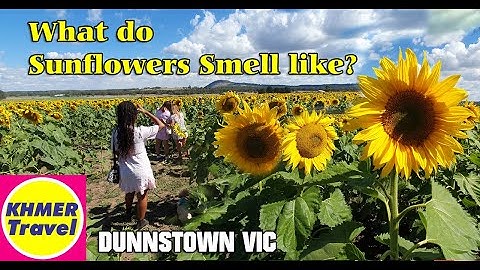 What does sunflower fragrance smell like?