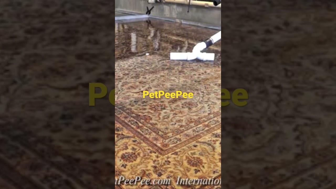 The PetPePee Video: Wool Oriental rug Cleaning Using the Dead Sea cleaner