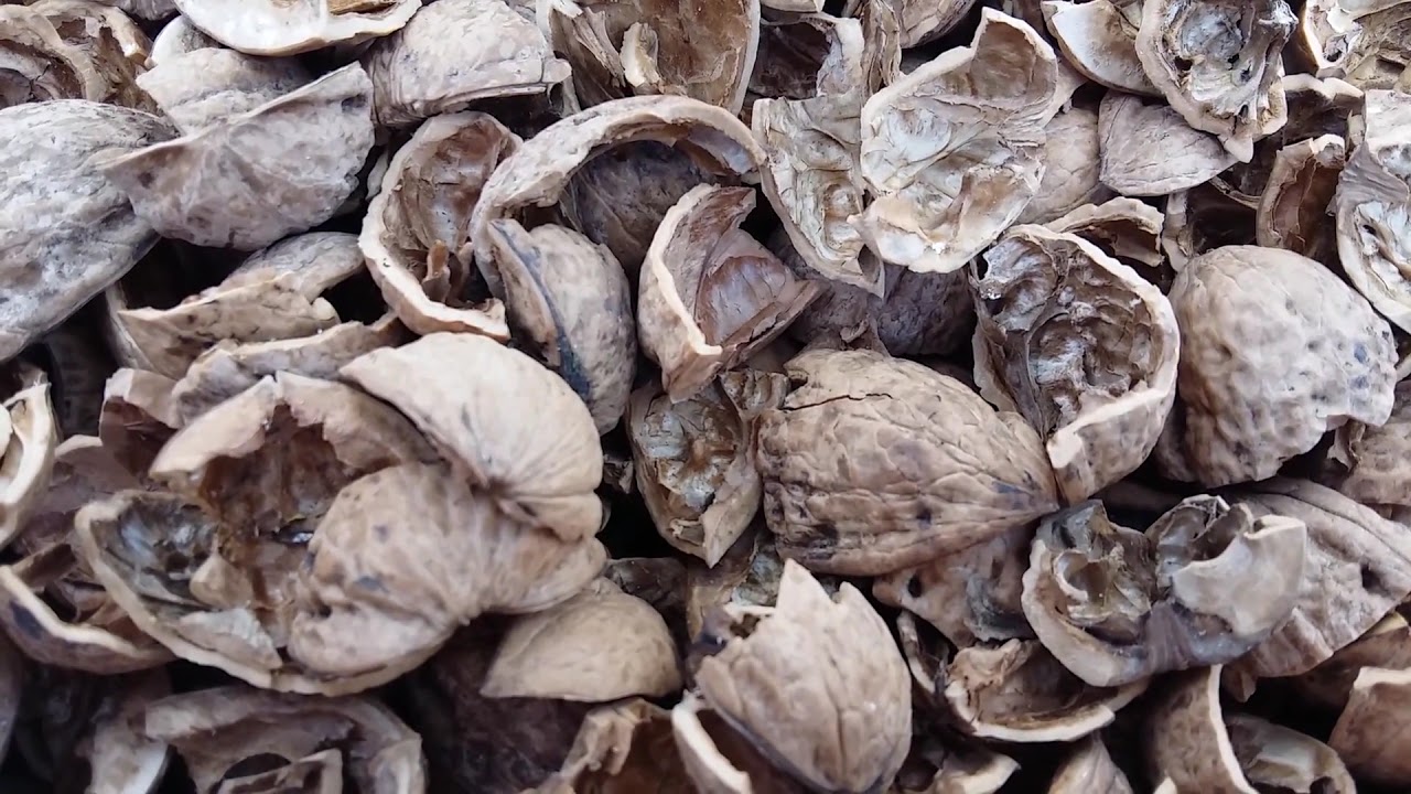 используют ли скорлупу грецкого ореха. скорлупа от грецких орехов. используют ли скорлупу грецкого ореха. используют ли скорлупу грецкого ореха. грецкий орех в скорлупе.