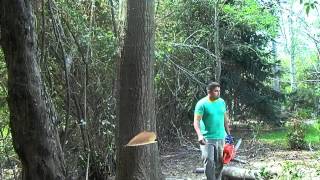 Como cortar un arbol y no morir en el intento !! - YouTube