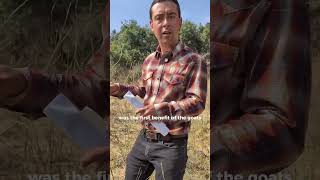 Did Goats Make the Arroyo Fire Risk Worse?