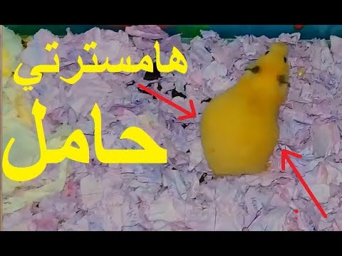 فيديو: كيف تتحقق من حمل الهامستر