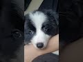 First time bringing my border collie puppy home