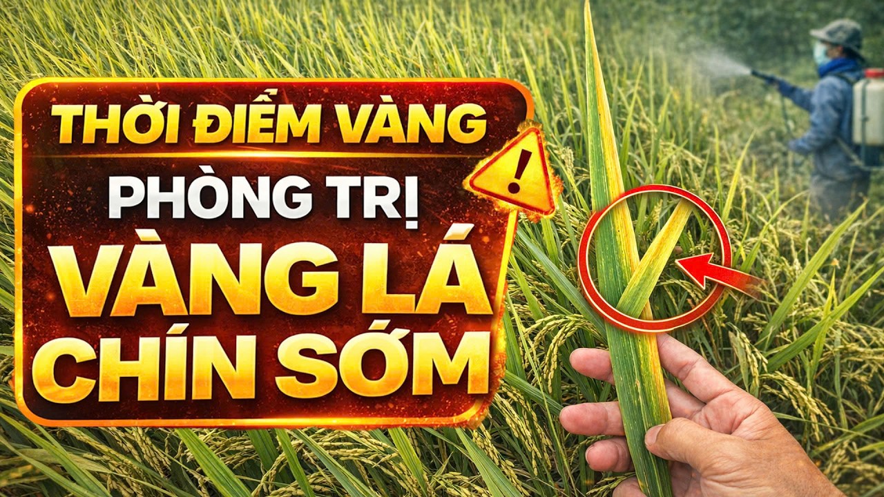 CNN|| THỜI ĐIỂM VÀNG để phòng trị VÀNG LÁ CHÍN SỚM