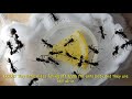 Ants Subang Tip #07: - How to Remedy Parasitic Mites Invasion (PART 1)