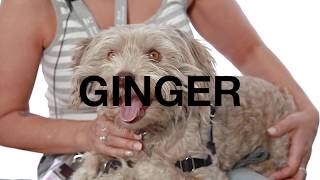 Adopt Ginger at NKLA