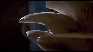 Champiloop | Les champignons comme solution